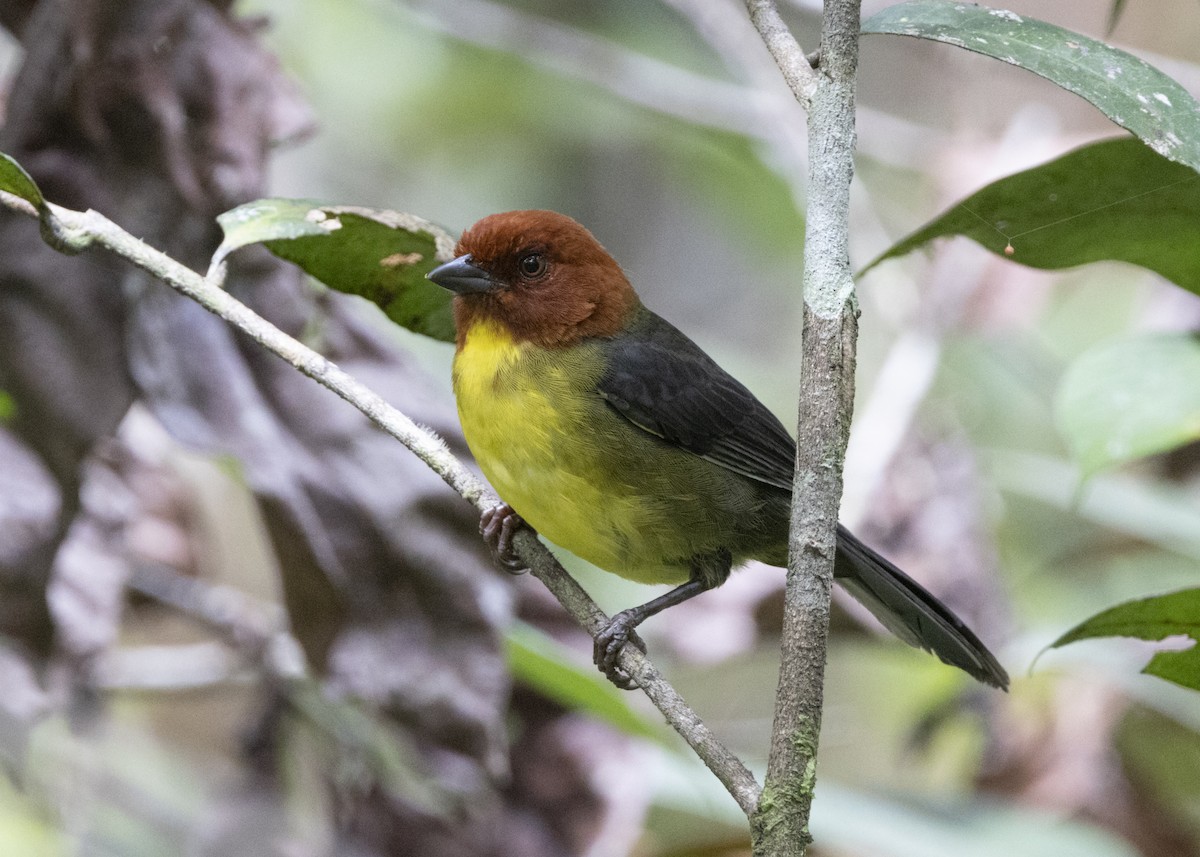 Tepui Brushfinch - ML628049882