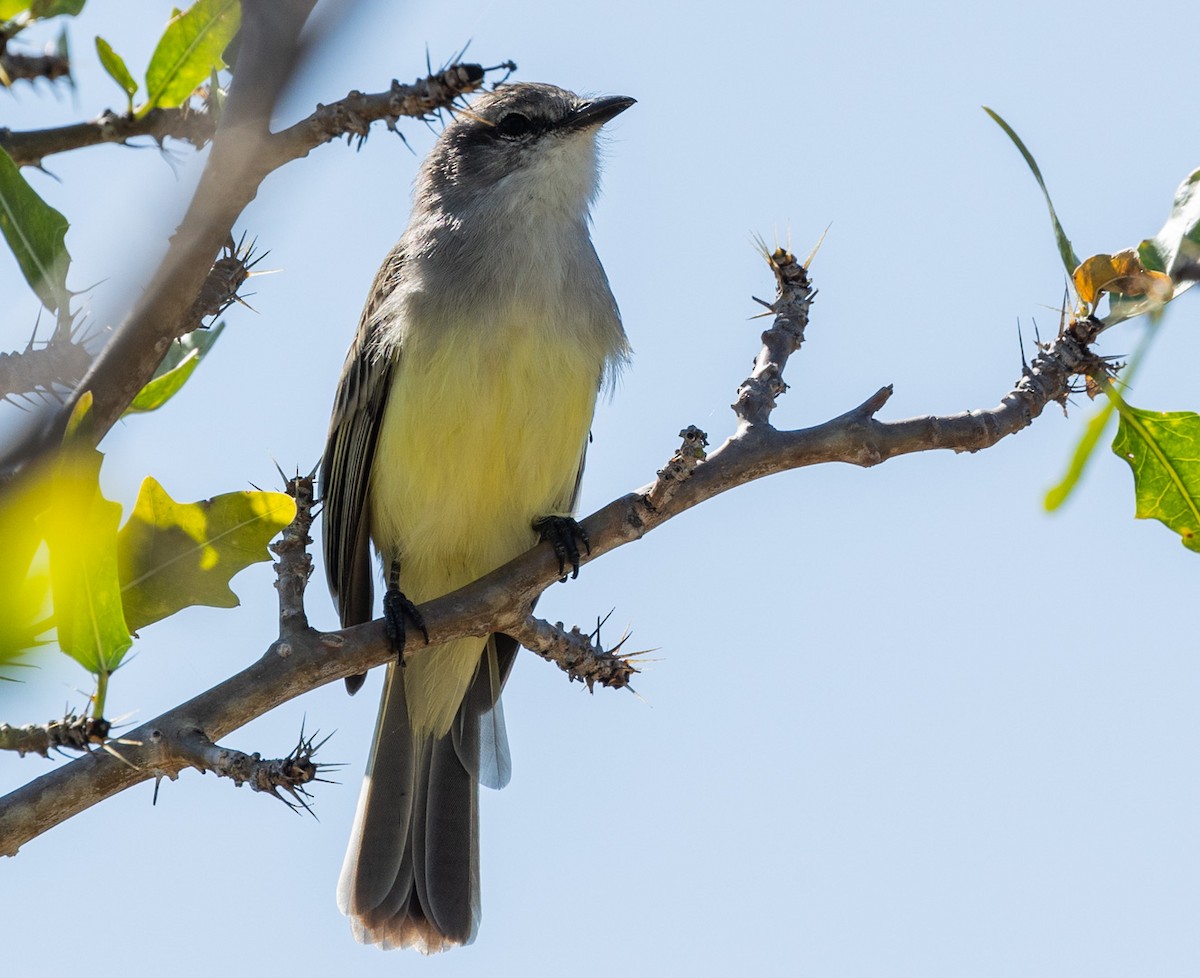 Suiriri Flycatcher - ML628049892