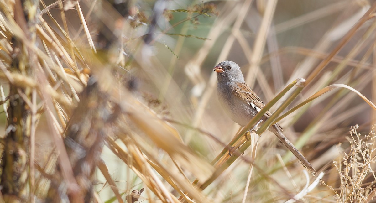 Black-chinned Sparrow - ML628049906