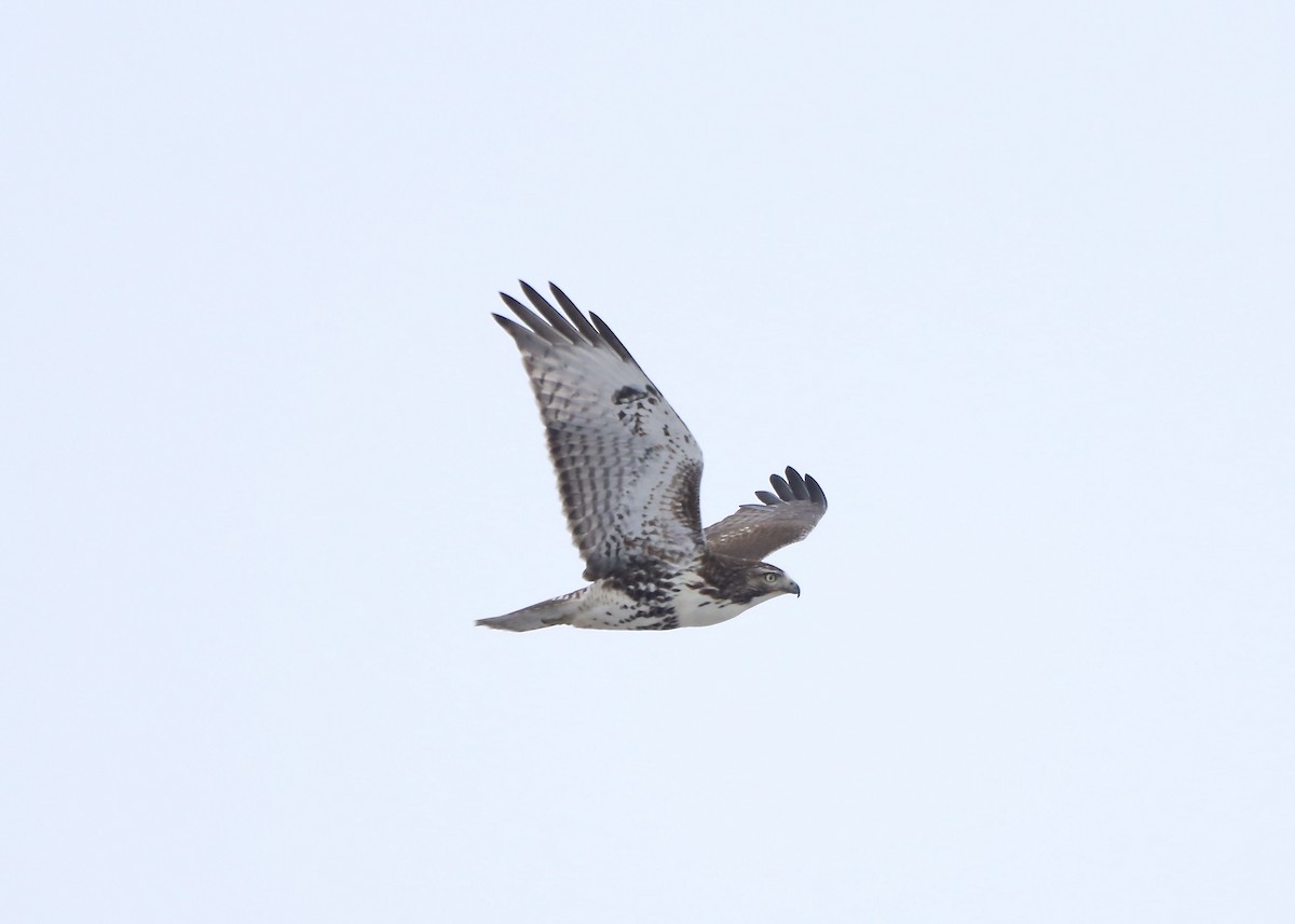 Red-tailed Hawk - ML628049945