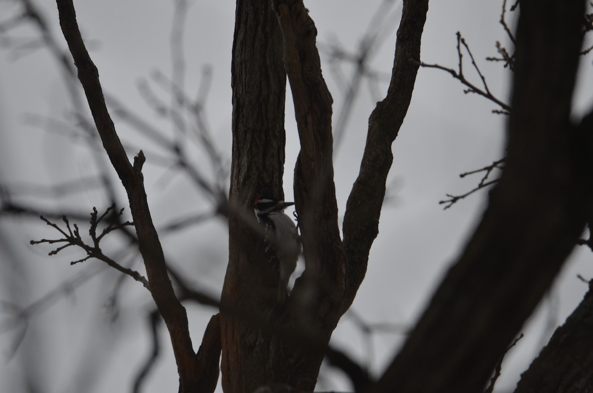 Hairy Woodpecker - ML628049982