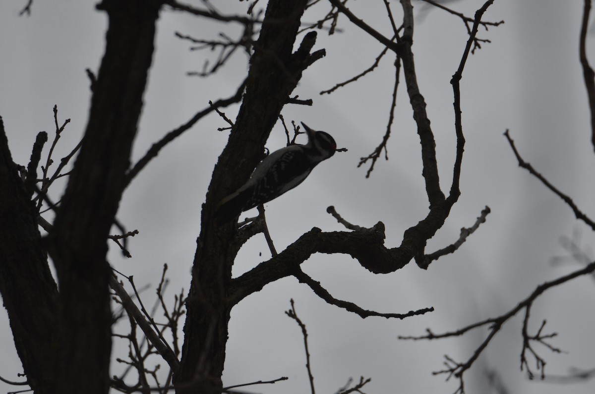 Hairy Woodpecker - ML628049983