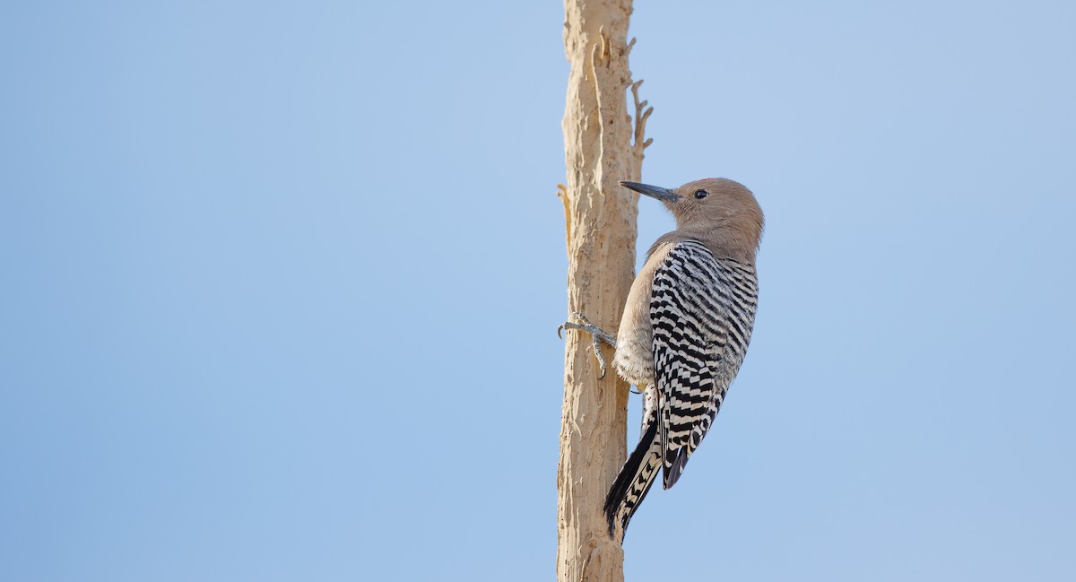 Gila Woodpecker - ML628049988