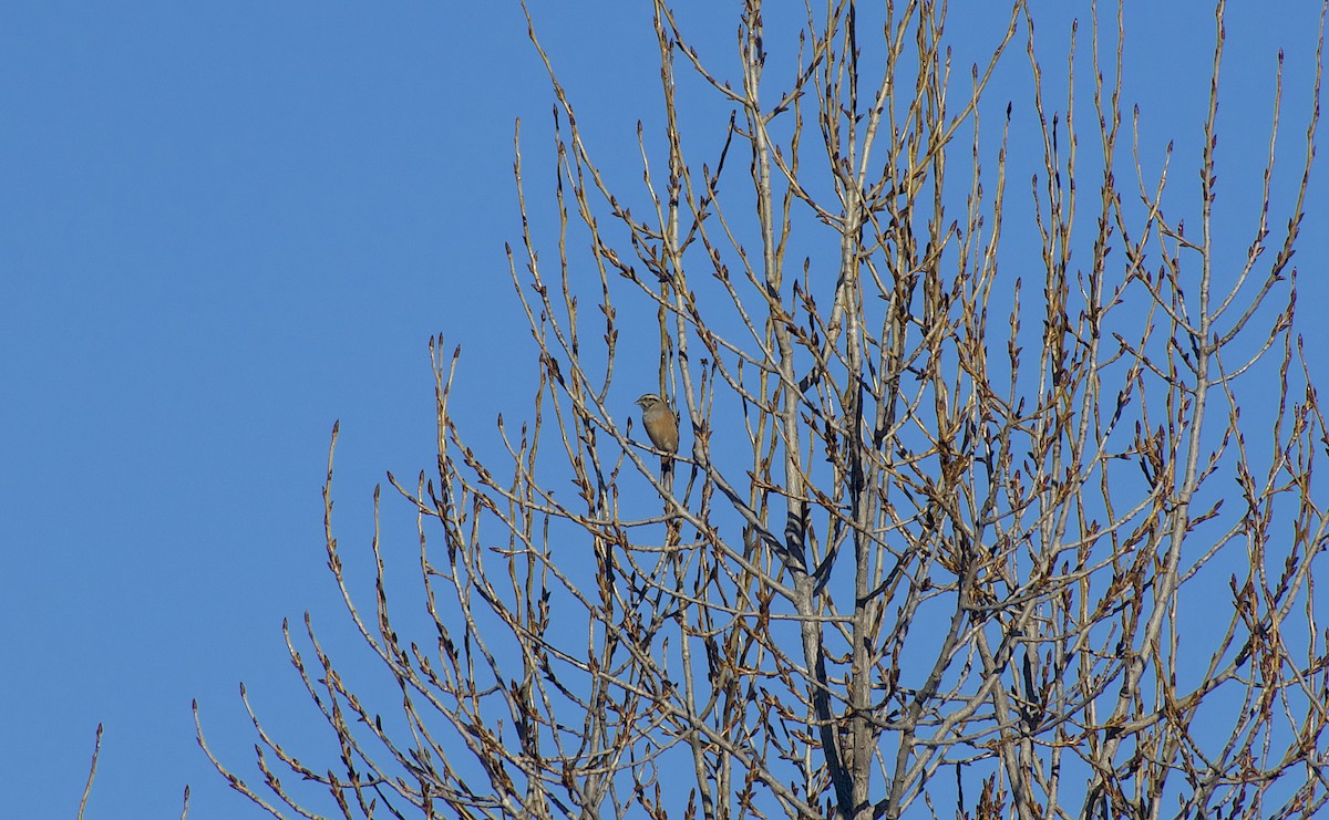 Zigolo muciatto - ML628050026