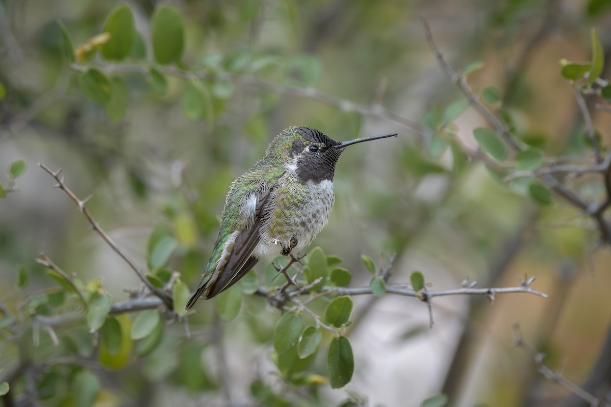 Anna's Hummingbird - ML628050048