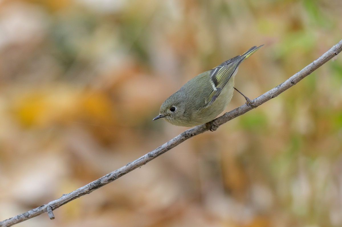 Ruby-crowned Kinglet - ML628050051