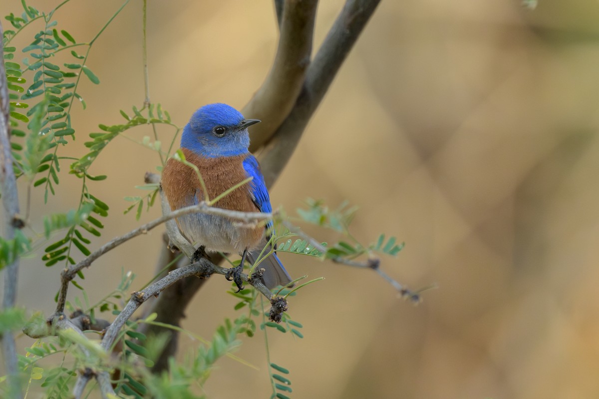 Western Bluebird - ML628050068