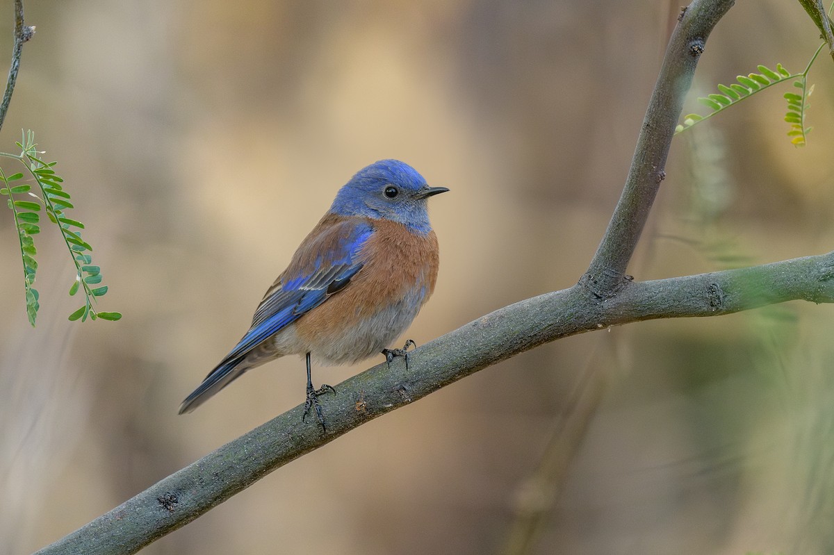 Western Bluebird - ML628050069