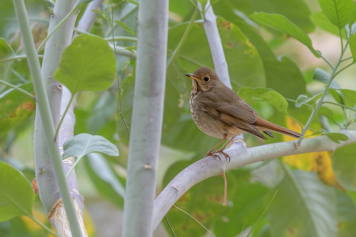 Hermit Thrush - ML628050074