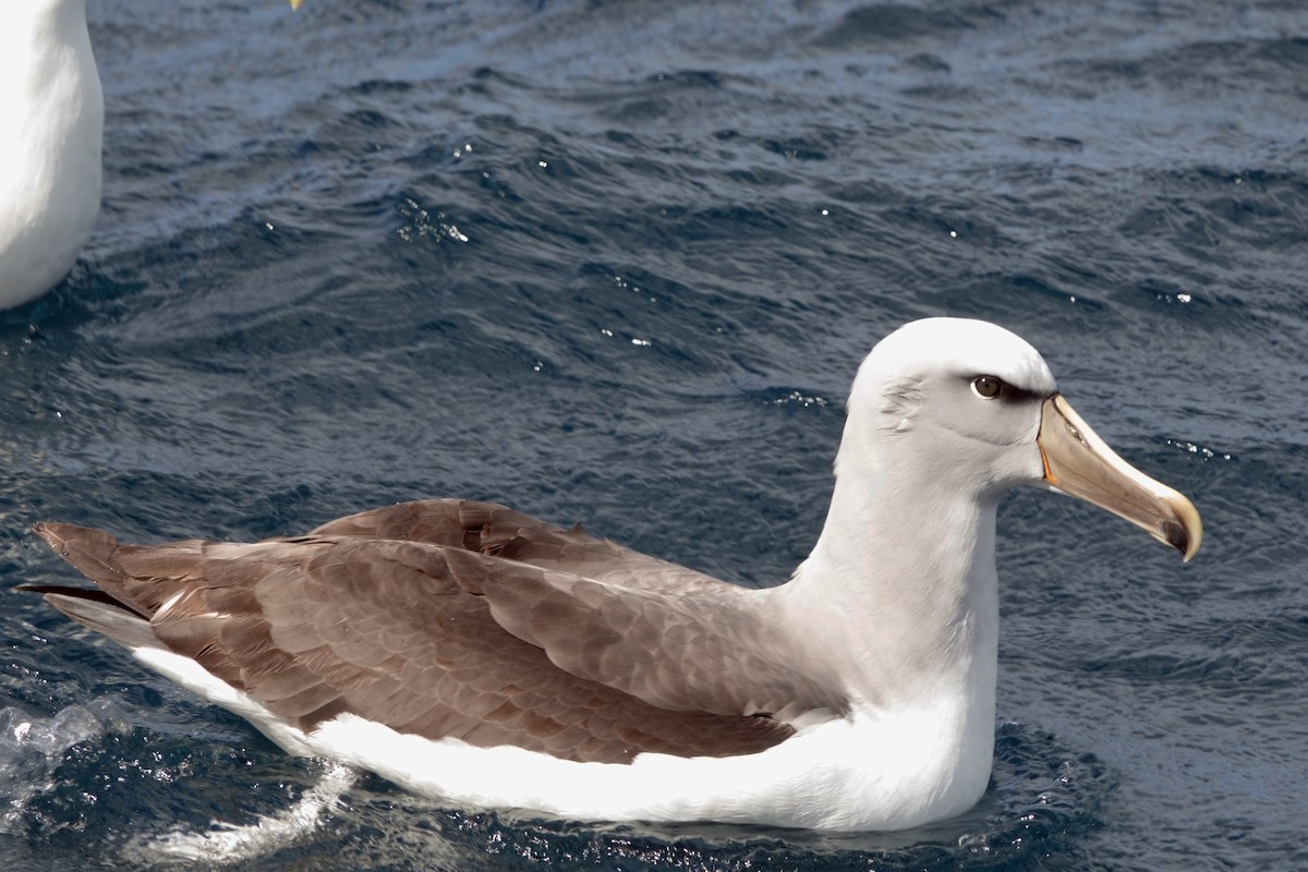 Salvin's Albatross - ML628050091