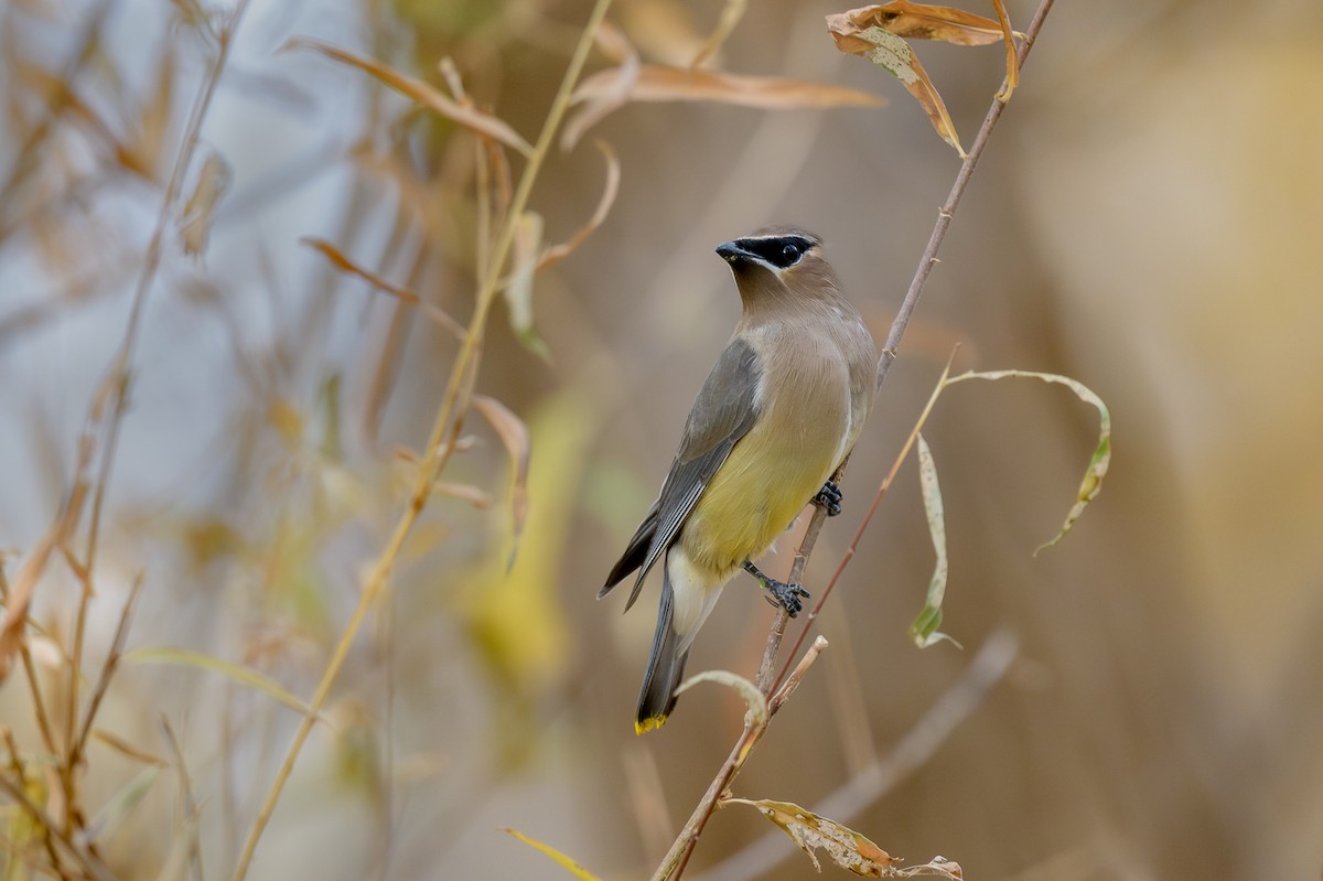 Cedar Waxwing - ML628050092