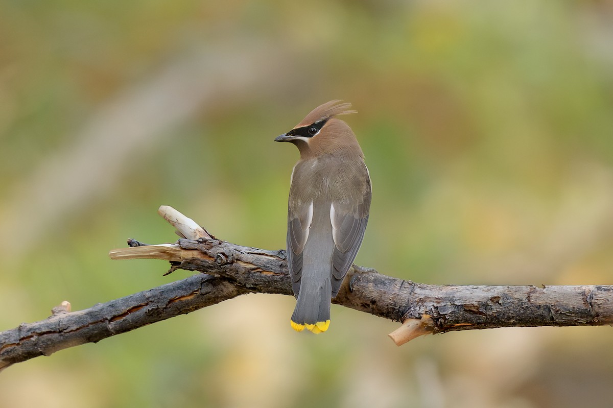 Cedar Waxwing - ML628050093