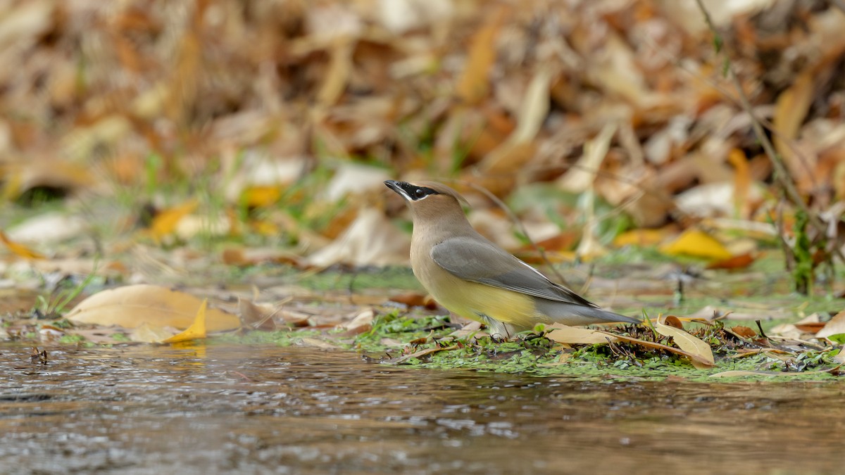 Cedar Waxwing - ML628050094