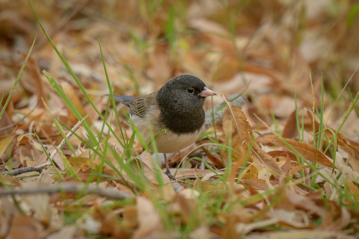 Dark-eyed Junco - ML628050104