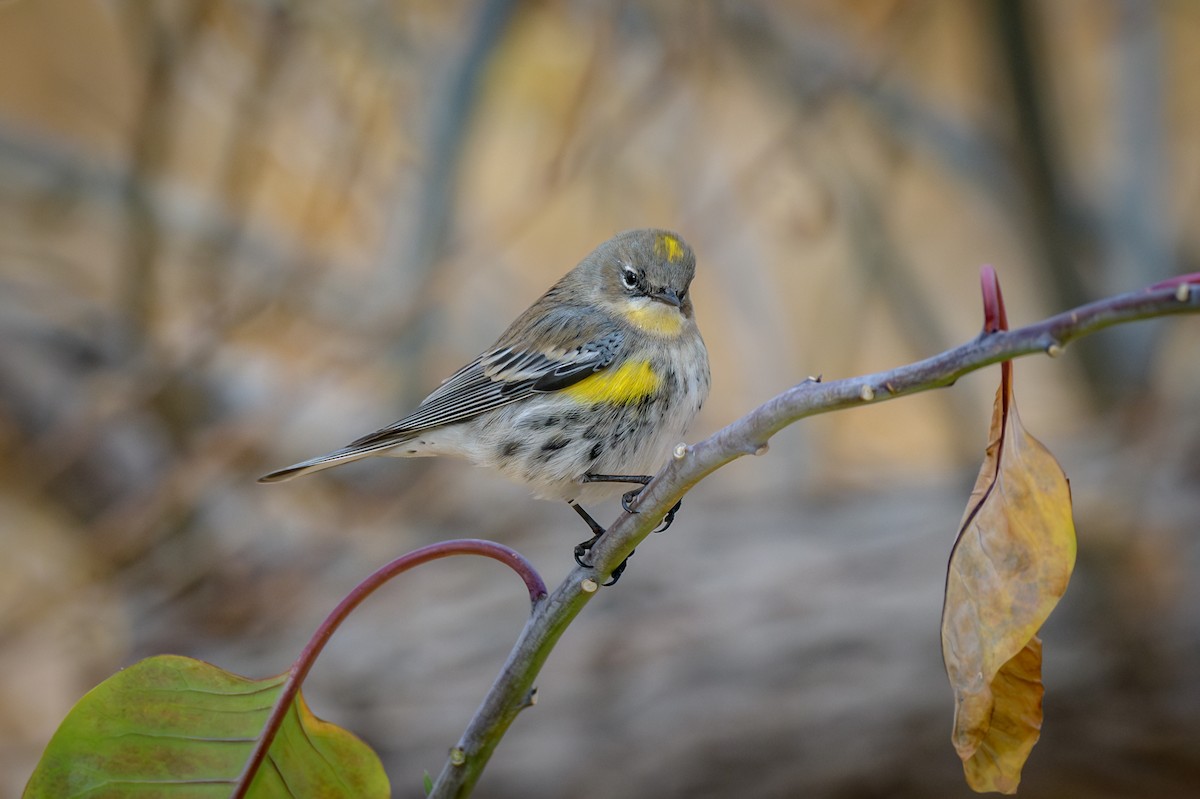 Yellow-rumped Warbler - ML628050108