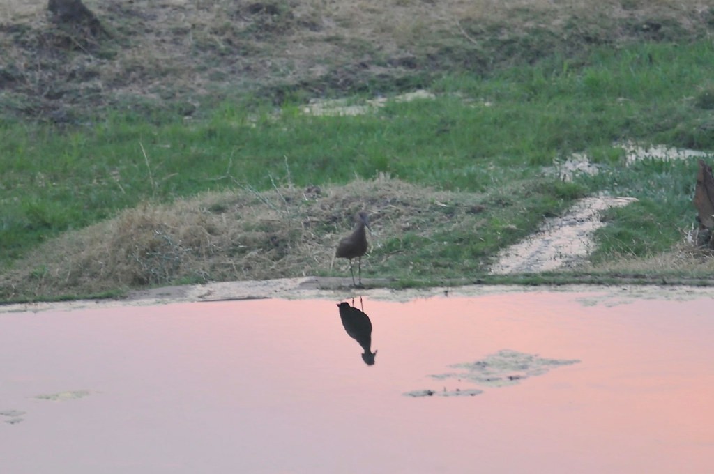 Hamerkop - ML628050149