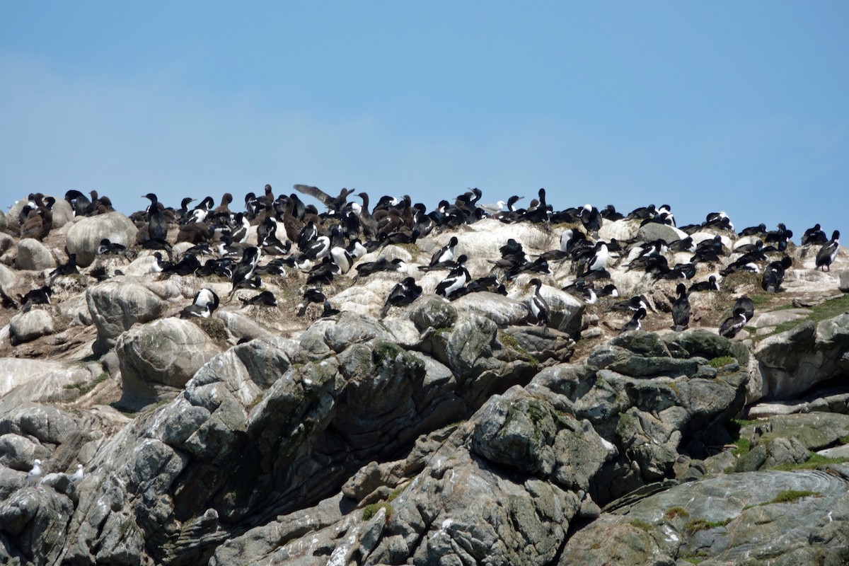 Stewart Island Shag (Foveaux) - ML628050241