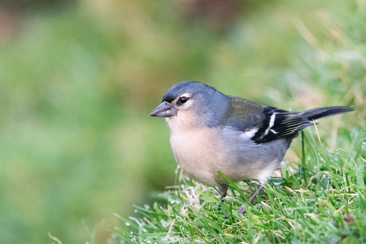 Azores Chaffinch - ML628050278