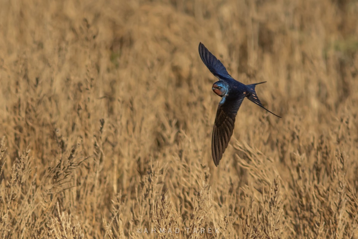 Rondine - ML628050280