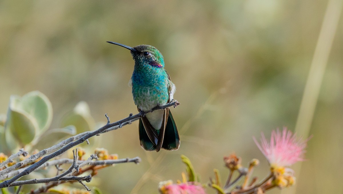 Amethystohrkolibri - ML628050283