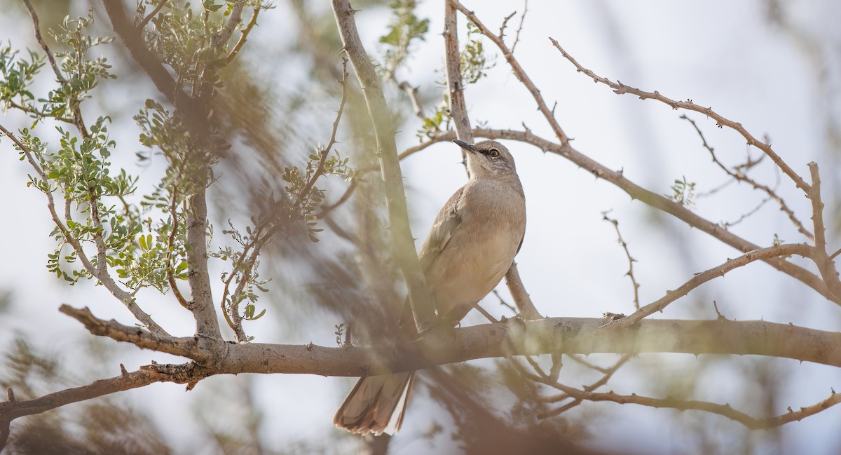 Northern Mockingbird - ML628050399