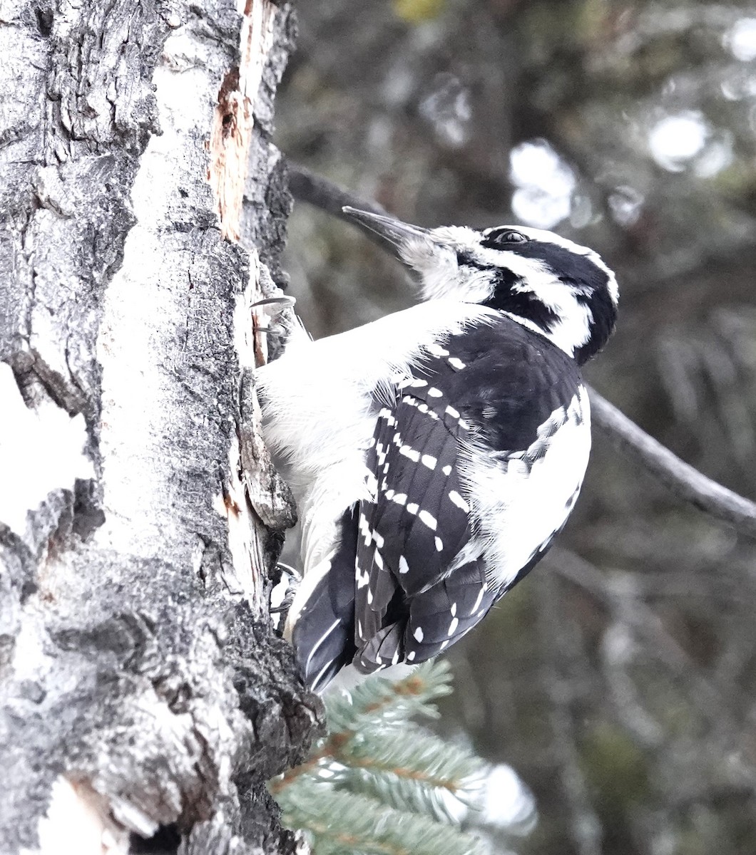 Hairy Woodpecker - ML628050409