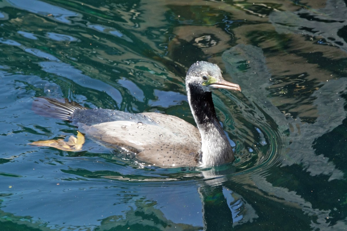 Spotted Shag - ML628050416