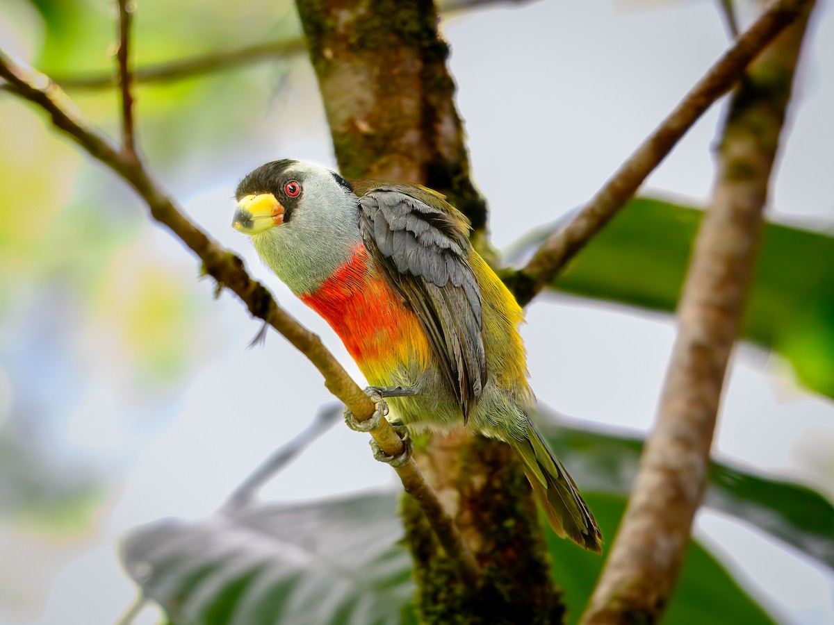 Toucan Barbet - ML628050422