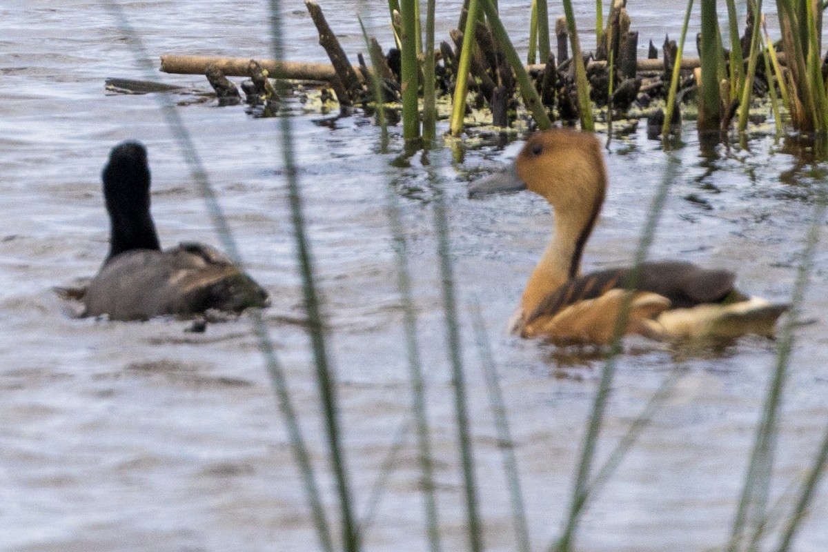 Fulvous Whistling-Duck - ML628050426