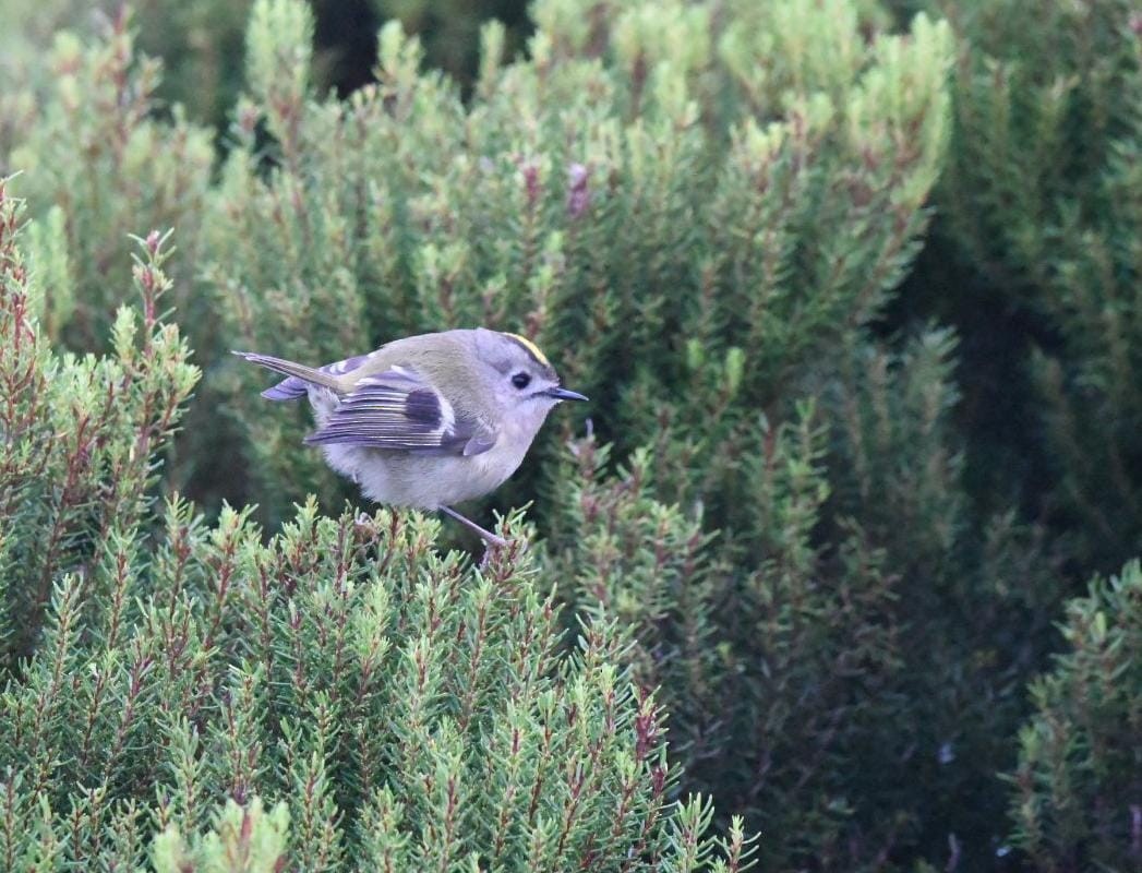 Goldcrest (Western Azores) - ML628050428
