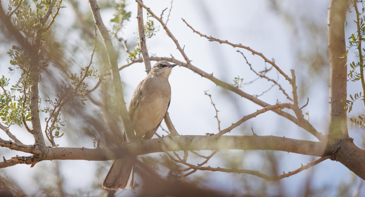 Northern Mockingbird - ML628050439