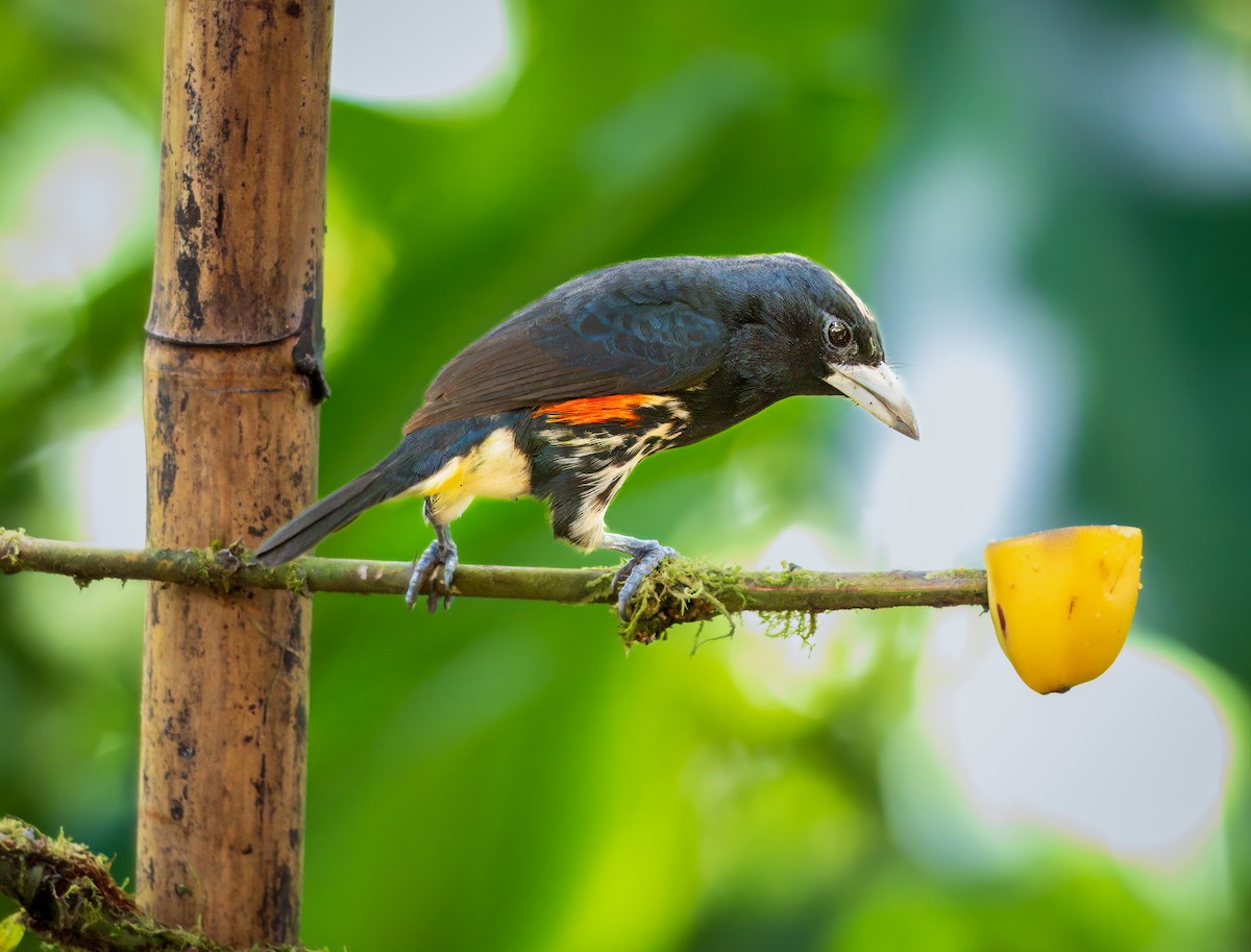 Spot-crowned Barbet - ML628050444