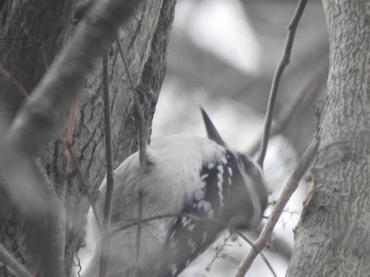 Hairy Woodpecker - ML628050445