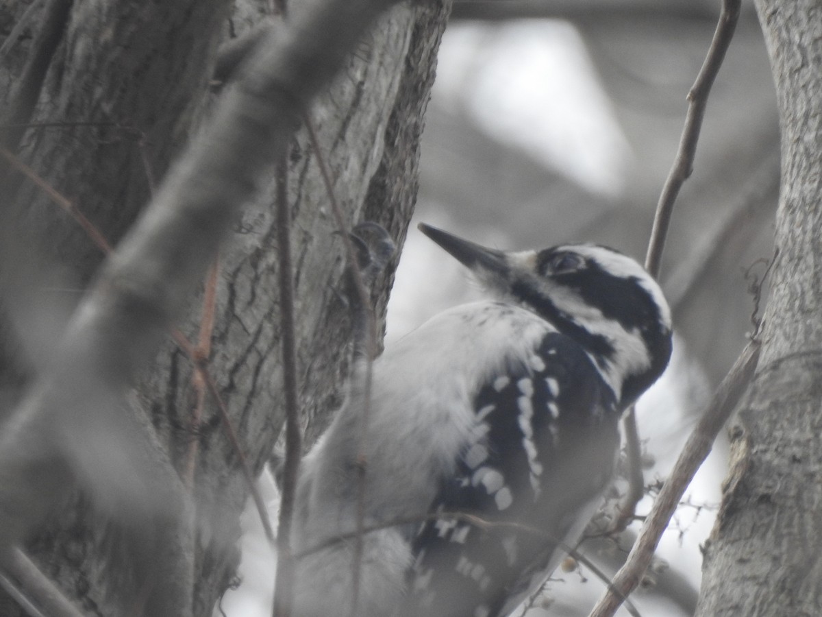 Hairy Woodpecker - ML628050446