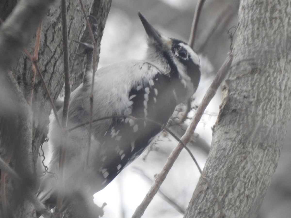 Hairy Woodpecker - ML628050447