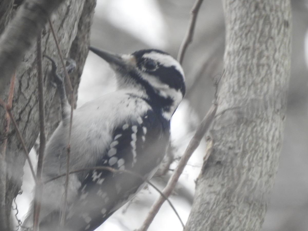 Hairy Woodpecker - ML628050448