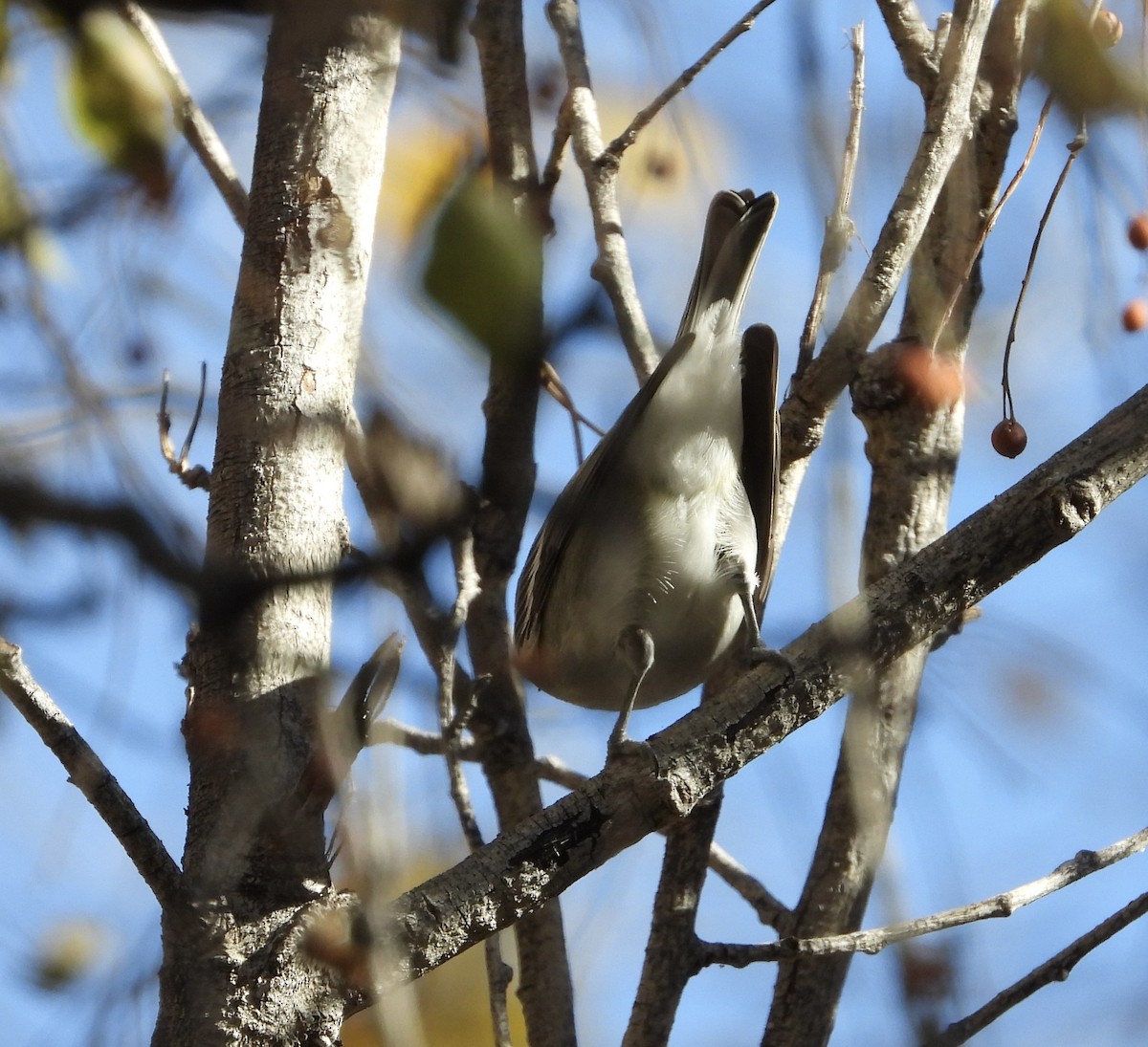 Plumbeous Vireo - ML628050510