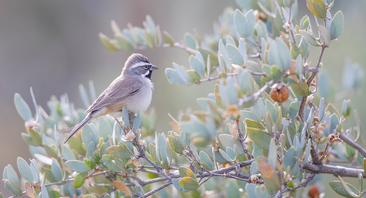 Black-throated Sparrow - ML628050514