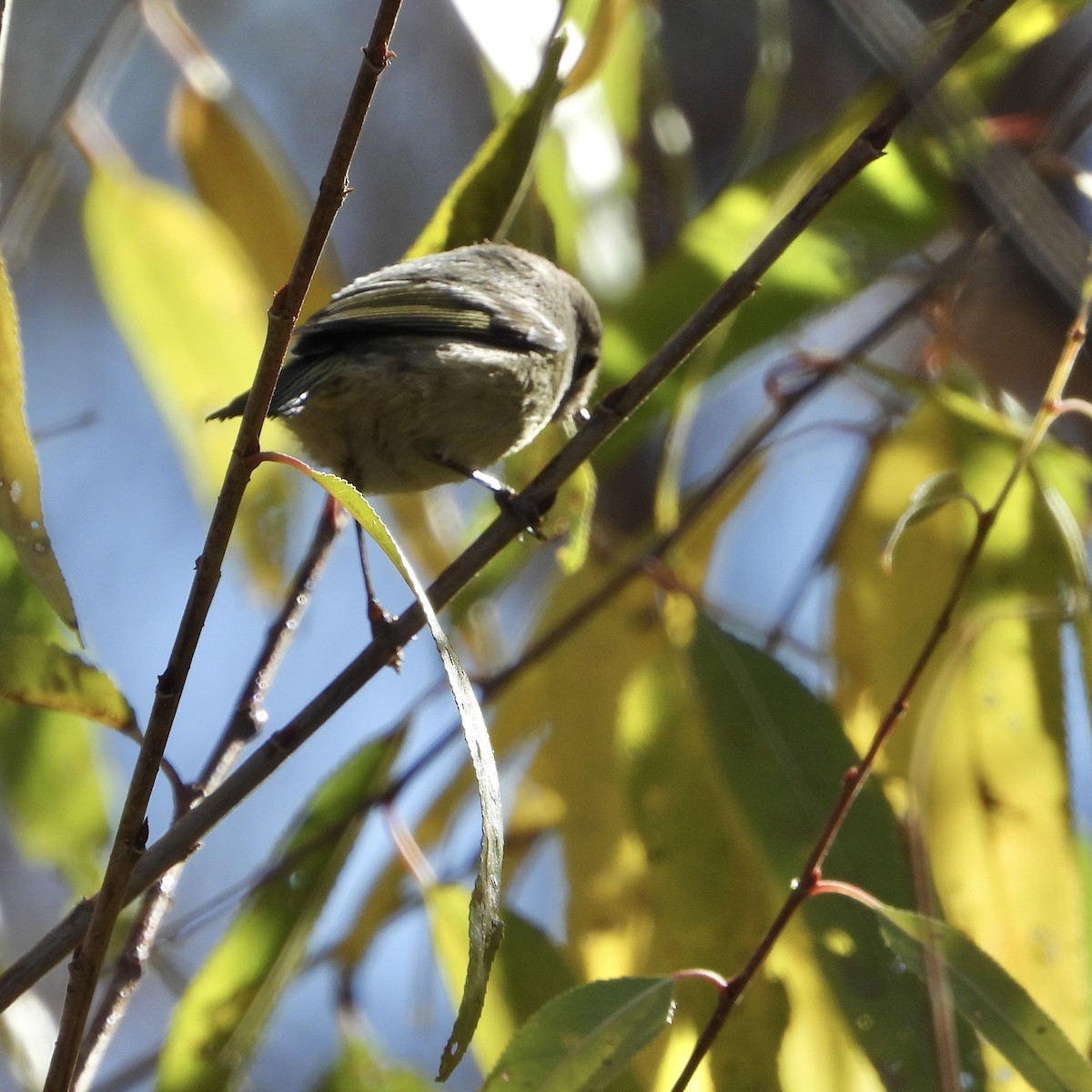 Ruby-crowned Kinglet - ML628050516