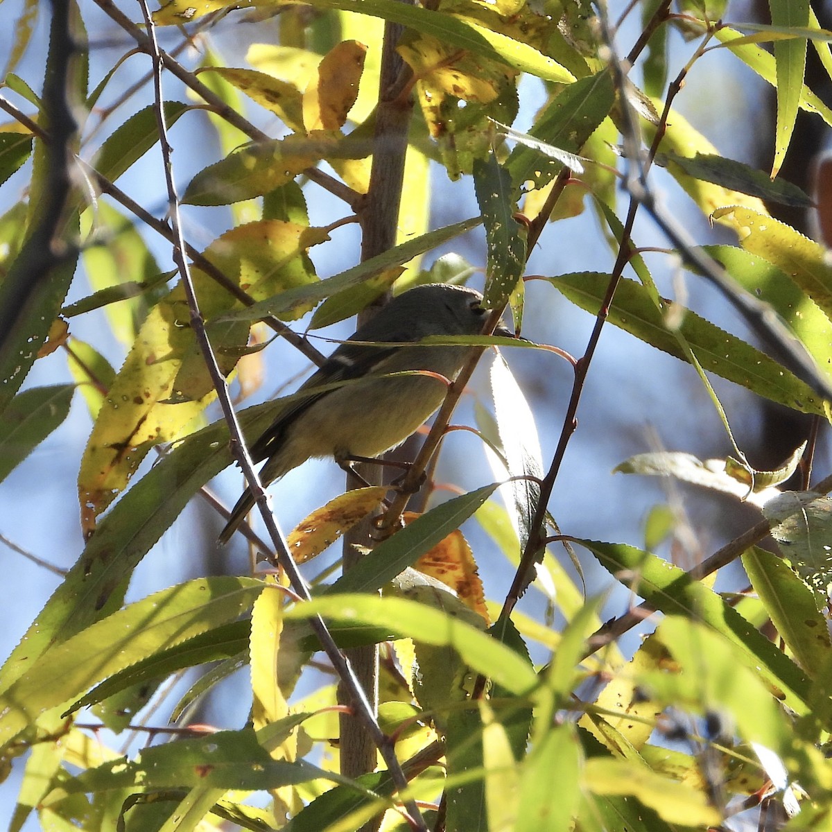 Ruby-crowned Kinglet - ML628050519