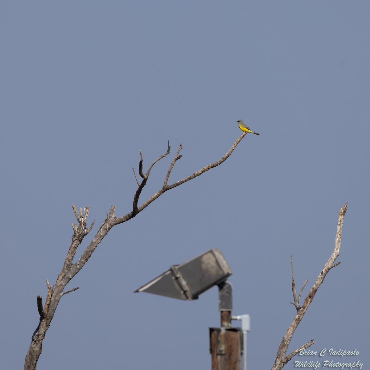 Couch's Kingbird - ML628050536