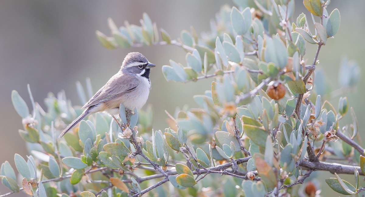 Black-throated Sparrow - ML628050549