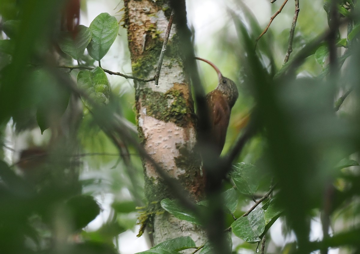 Curve-billed Scythebill - ML628050550