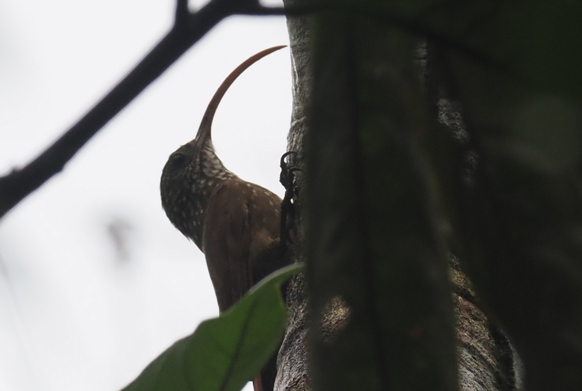 Curve-billed Scythebill - ML628050568