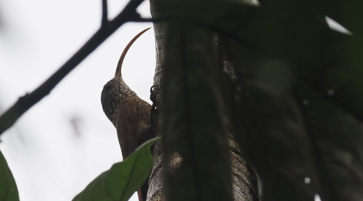 Curve-billed Scythebill - ML628050584