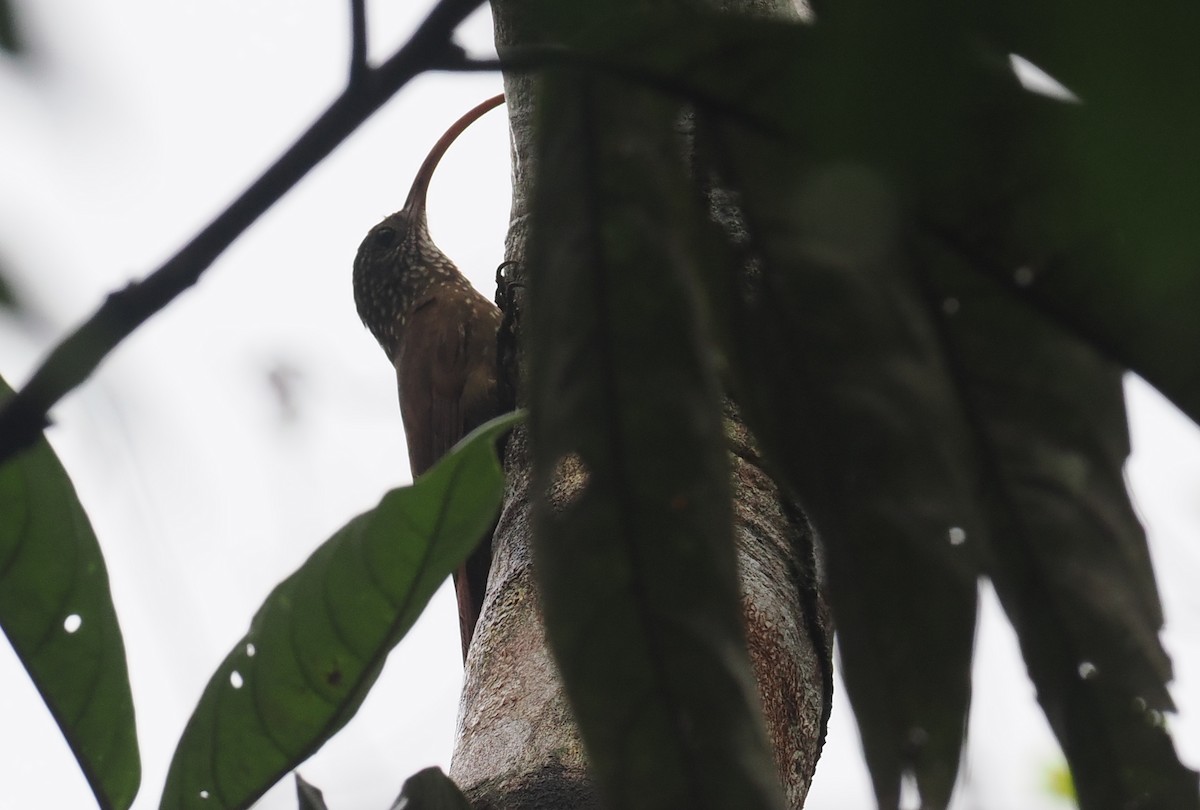 Curve-billed Scythebill - ML628050599