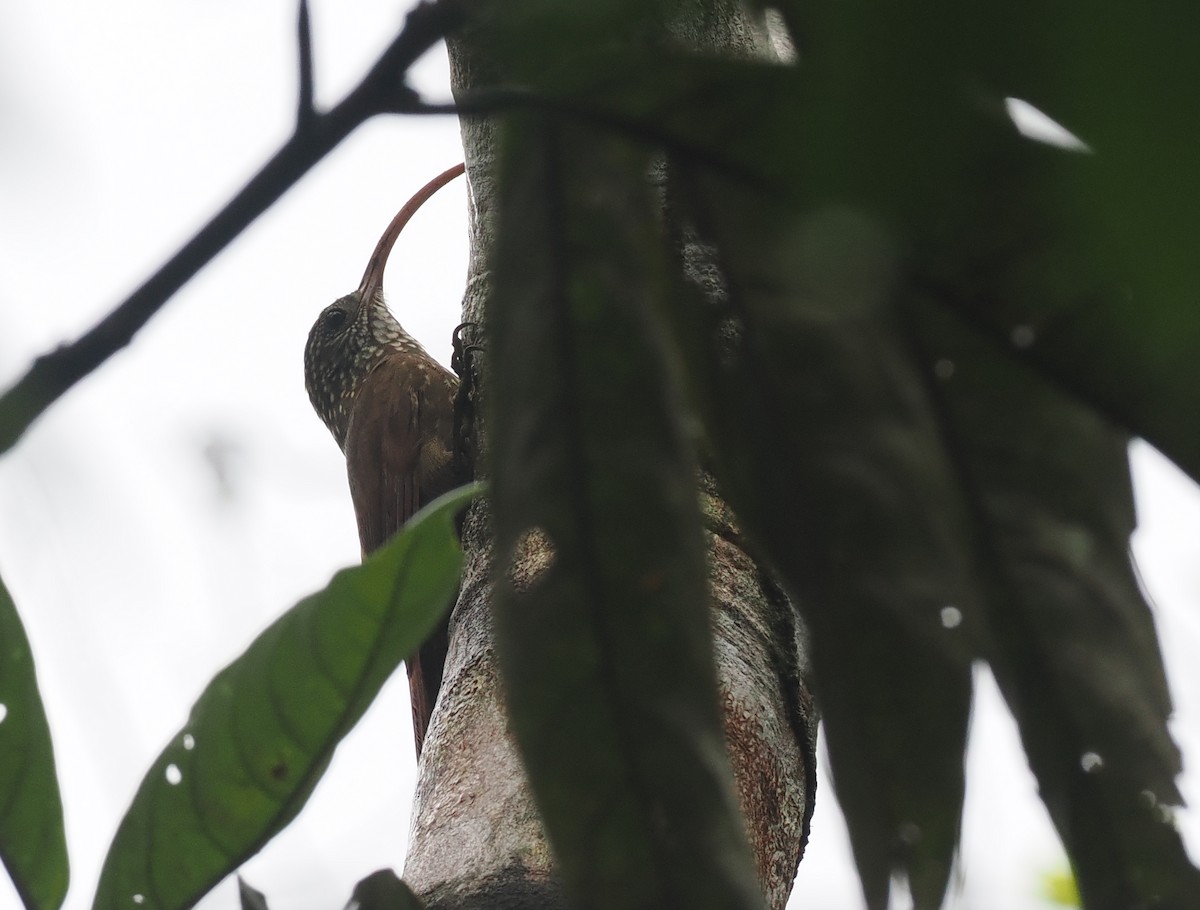 Curve-billed Scythebill - ML628050619