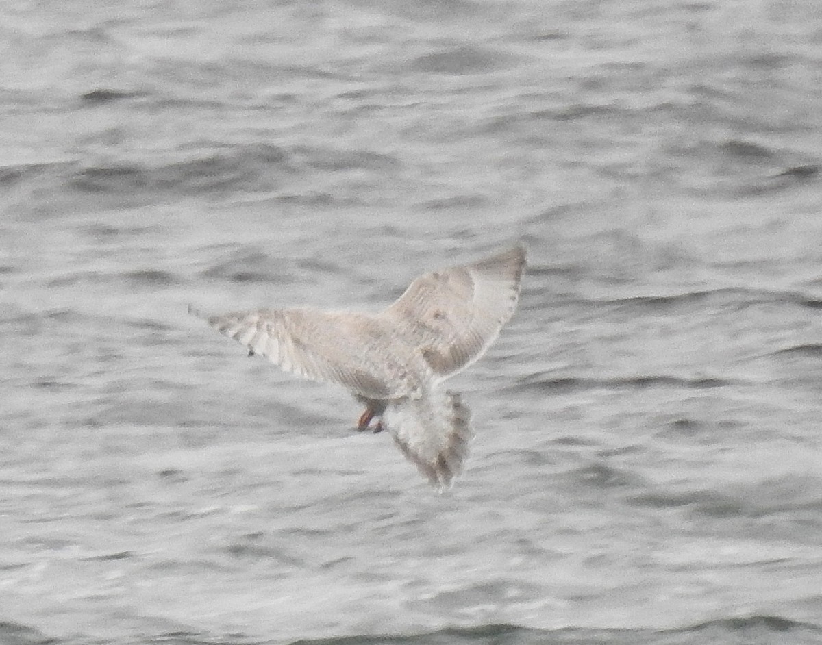Larus, unbestimmt - ML628050622