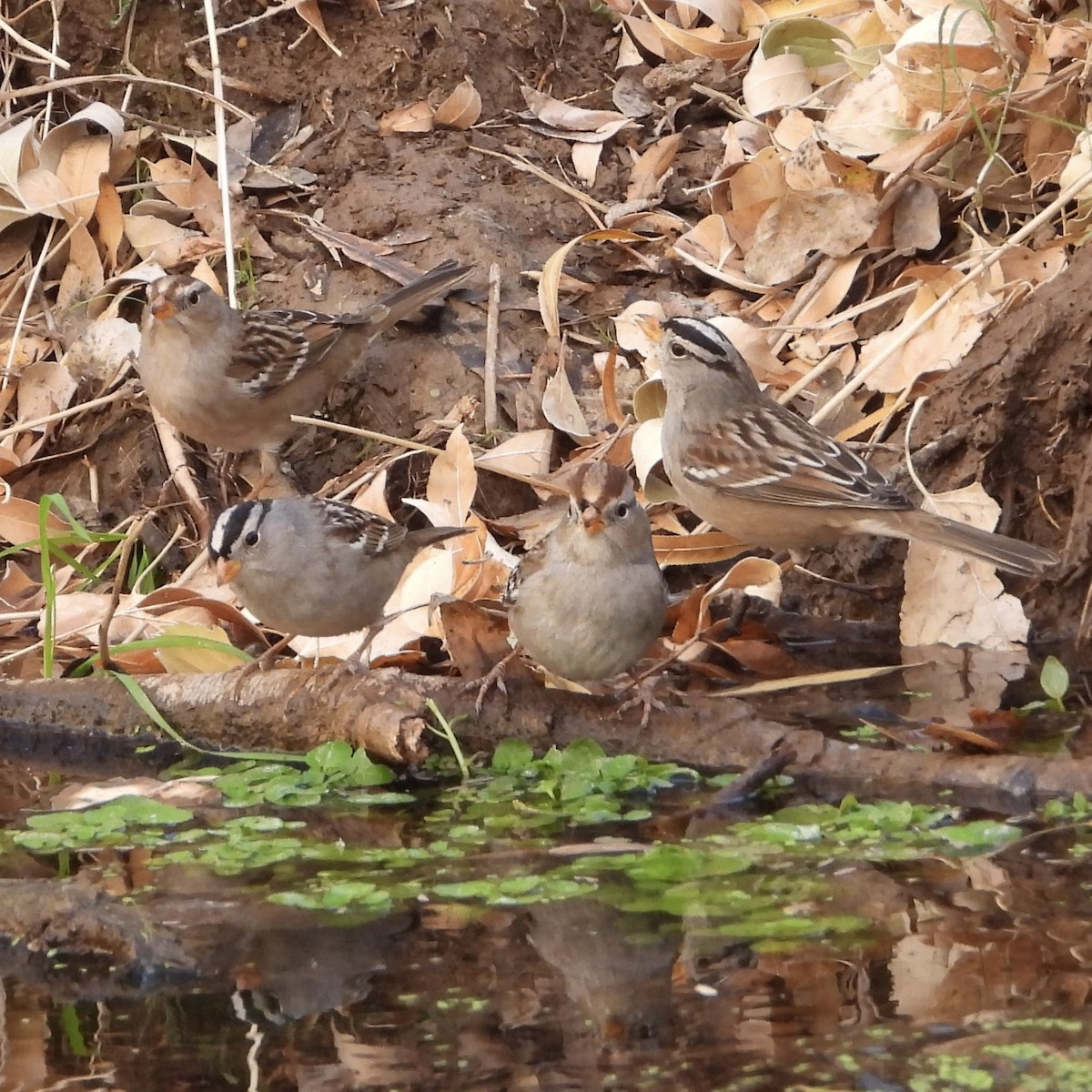 White-crowned Sparrow - ML628050628