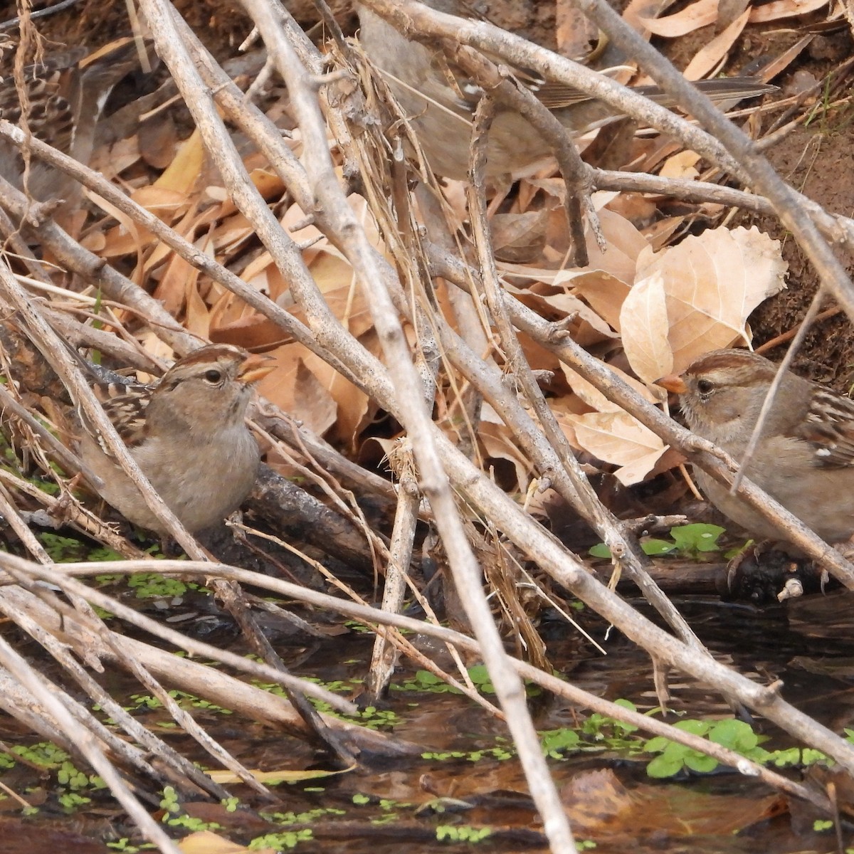 White-crowned Sparrow - ML628050629